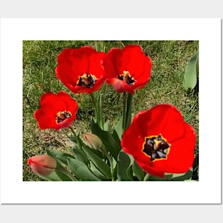 Red Tulips Posters and Art